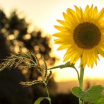 sunflower during sunset